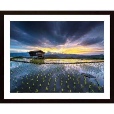 Light In Rice Poster