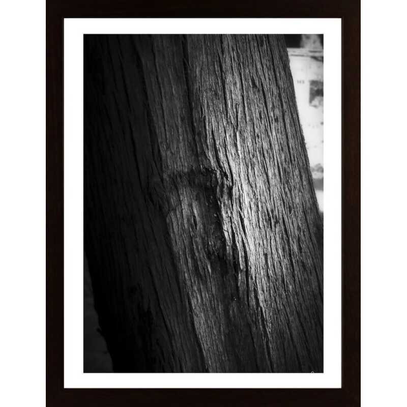 Light On Bark Poster