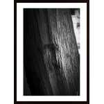 Light On Bark Poster