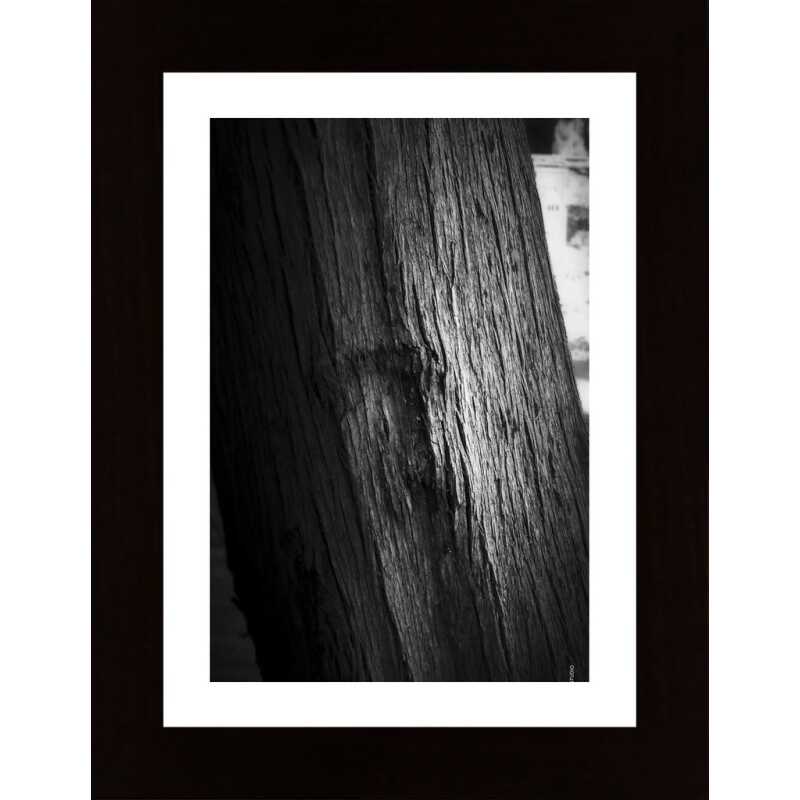 Light On Bark Poster
