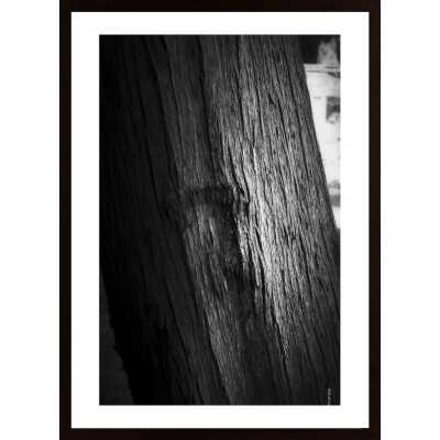 Light On Bark Poster