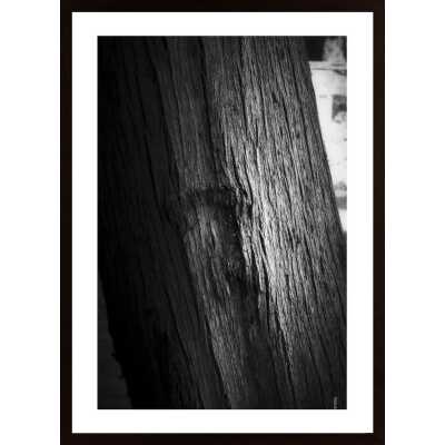 Light On Bark Poster