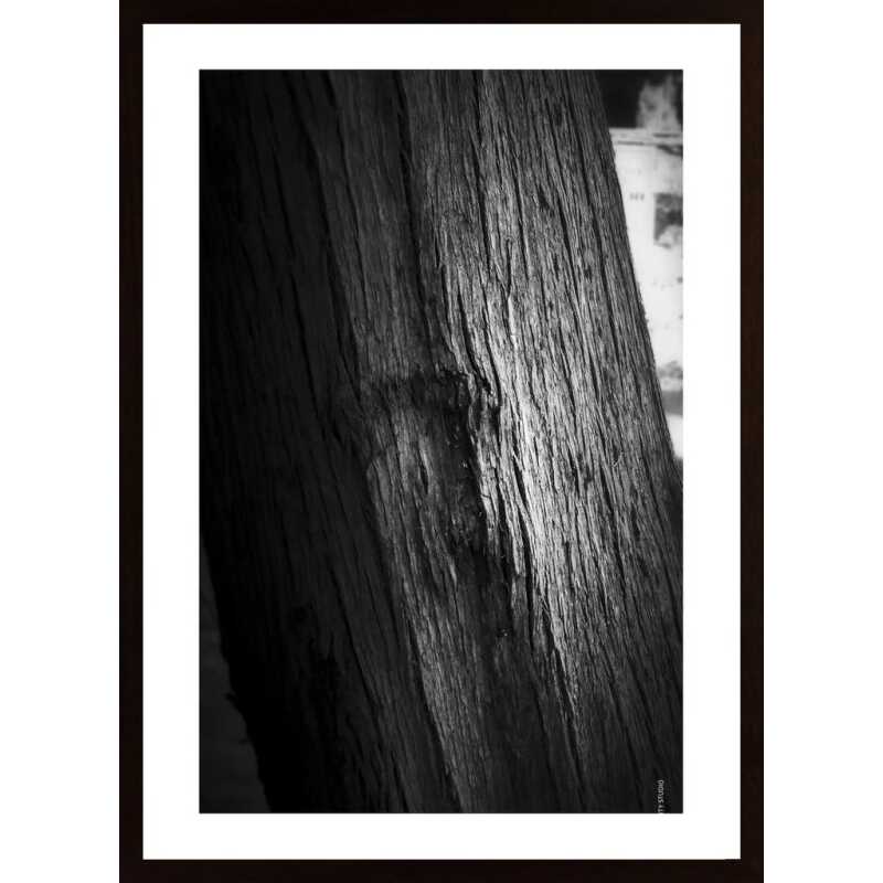 Light On Bark Poster