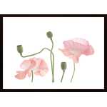 Light Pink Poppy Poster