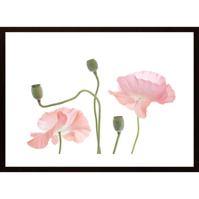 Light Pink Poppy Poster