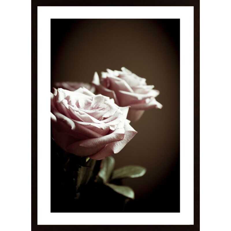 Lilac Rose Poster
