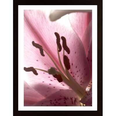 Lilia Stargazer Poster