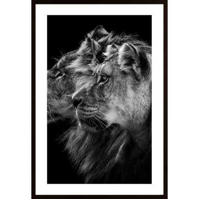 Lion And Lioness Portrait Poster