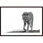 Lion Approaching 2 Poster
