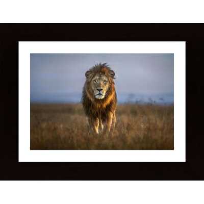 Lion Close Up Poster