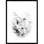 Lion Cub Drinking Poster