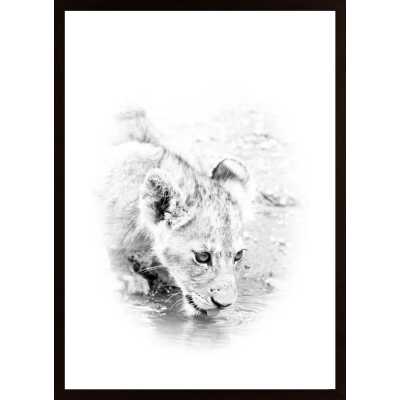 Lion Cub Drinking Poster