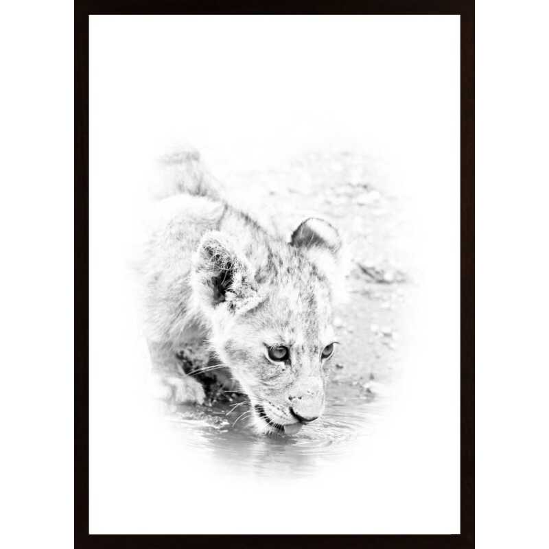 Lion Cub Drinking Poster Lion Cub Drinking Poster