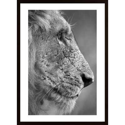 Lion In Profile Poster