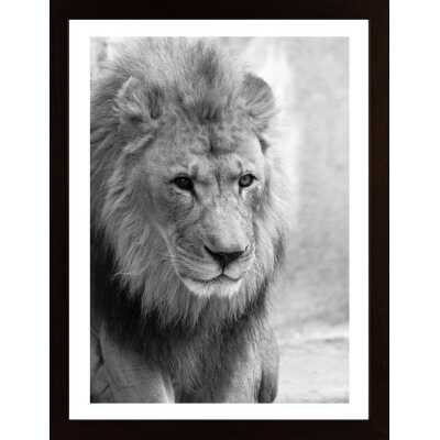 Lion Poster