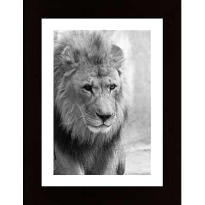 Lion Poster