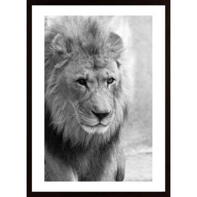 Lion Poster