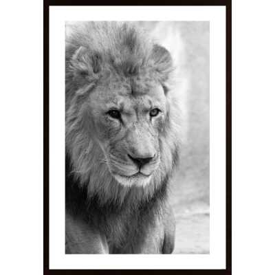 Lion Poster