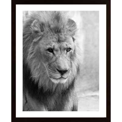 Lion Poster