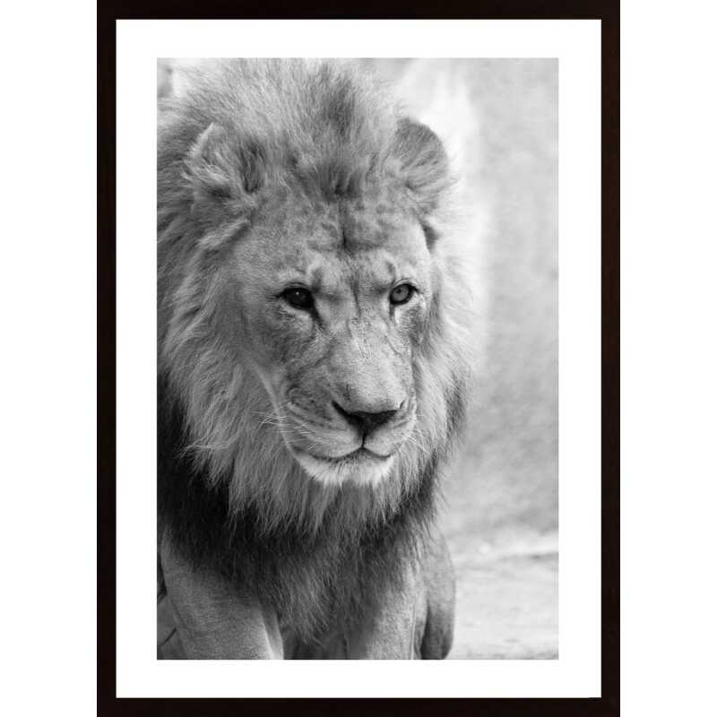 Lion Poster Lion Poster