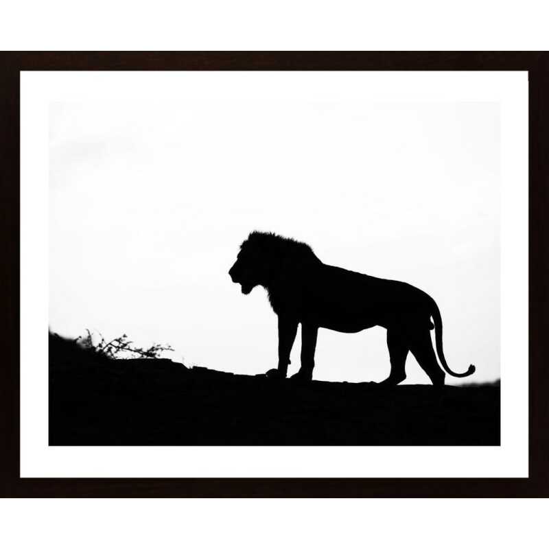 Lion Silhouette Poster Lion Silhouette Poster