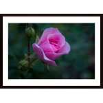 Little Rose Poster