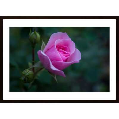 Little Rose Poster