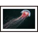 Longtail Poster