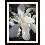 Magnolia In Bloom Poster