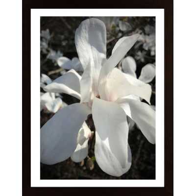 Magnolia In Bloom Poster