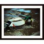 Mallard And Ice Poster