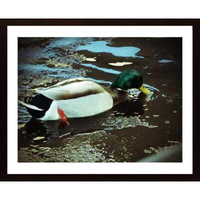 Mallard And Ice Poster