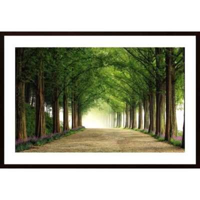 Metasequoia Road Poster
