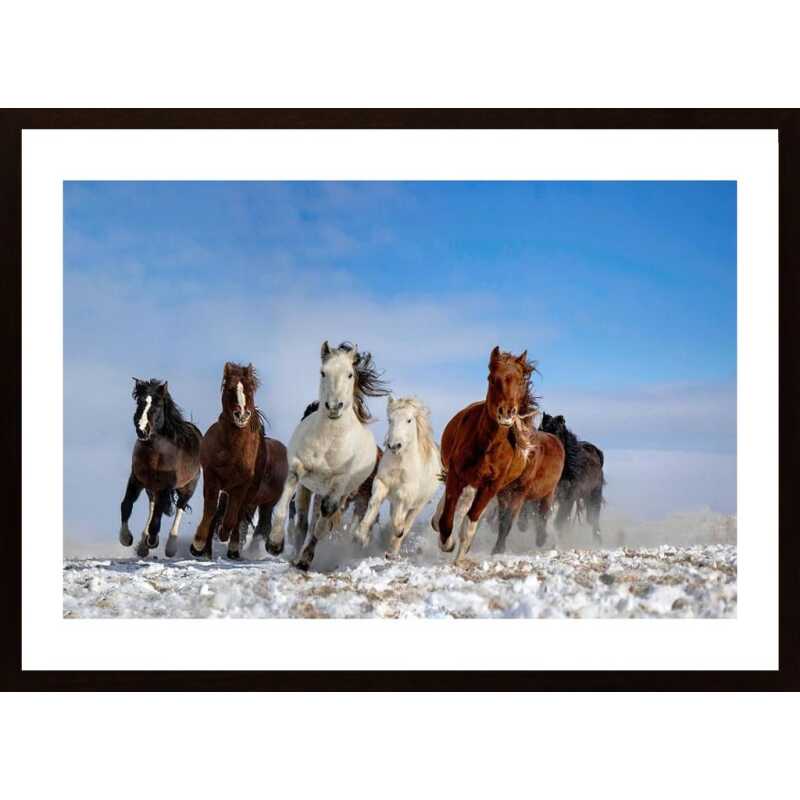 Mongolia Horses Poster