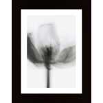 Mono Tulip Poster