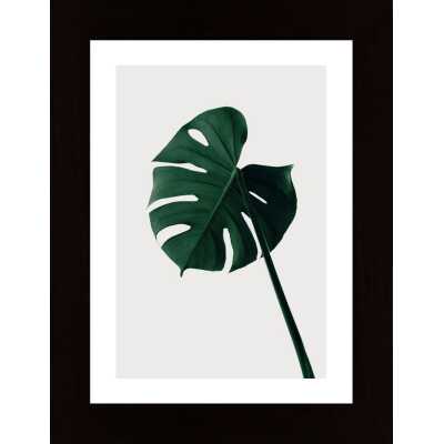 Monstera Natural 07 Poster