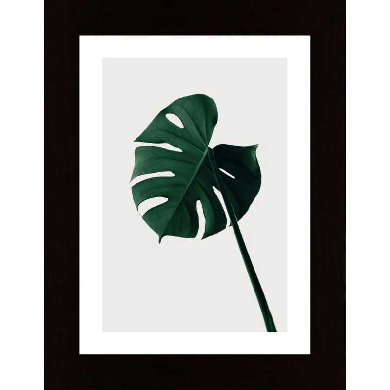 Monstera Natural 07 Poster