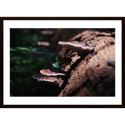 Mushroom On Log Poster