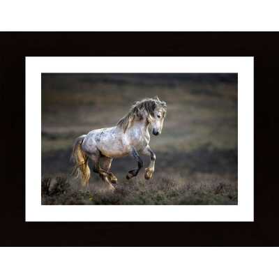 Mustang Wild Horse Equus Ferus Caballus Poster