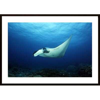 Oceanic Manta Ray Poster
