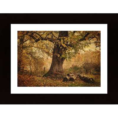 Old Tree Poster