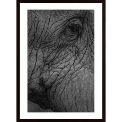 Olifant 01 Poster
