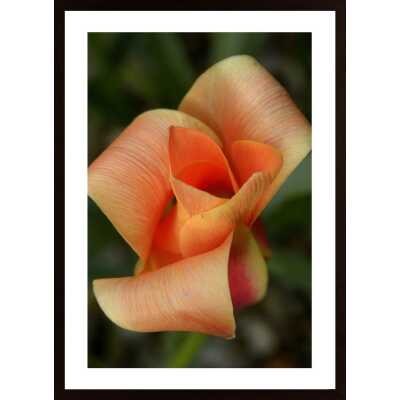 Orange Flower Poster