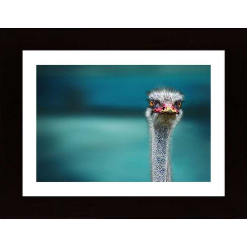 Ostrich Protecting Two Poor Chicken From The Wind Poster