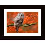 Owl In Autumn Tree Horizontal Poster