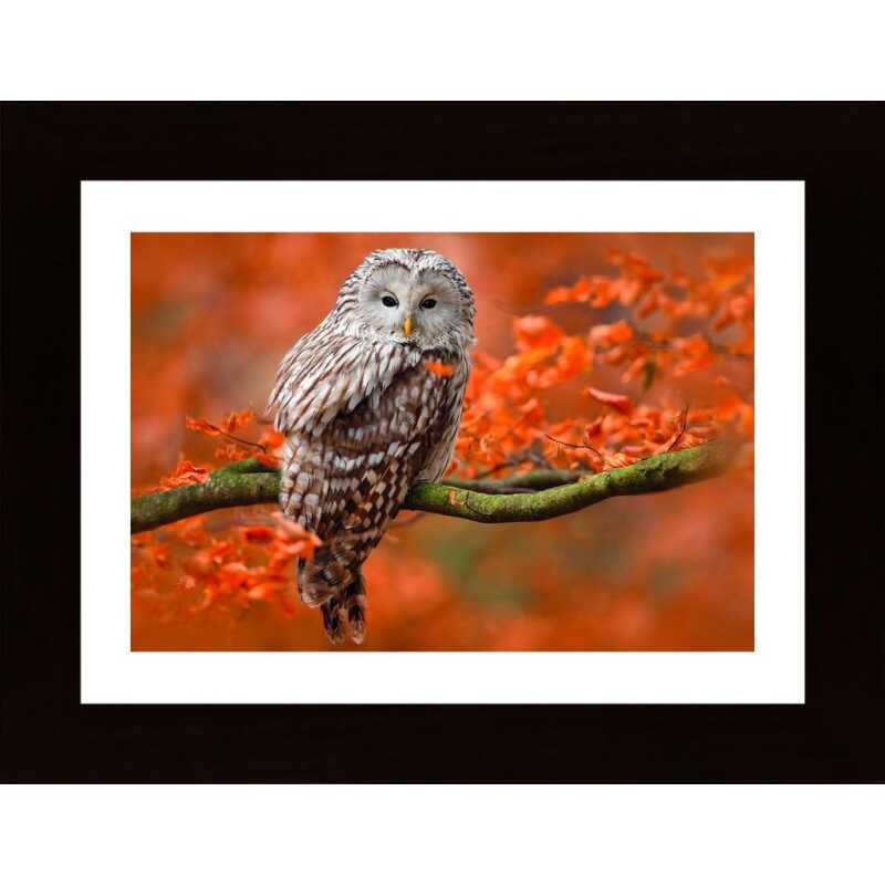 Owl In Autumn Tree Horizontal Poster