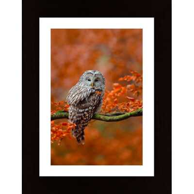 Owl In Autumn Tree Poster