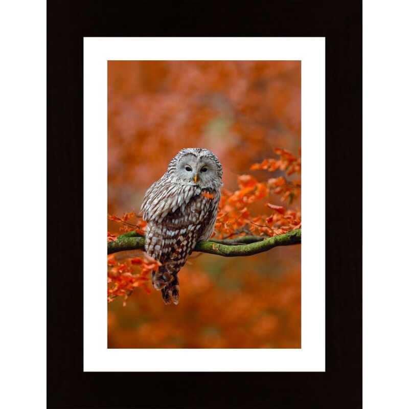 Owl In Autumn Tree Poster