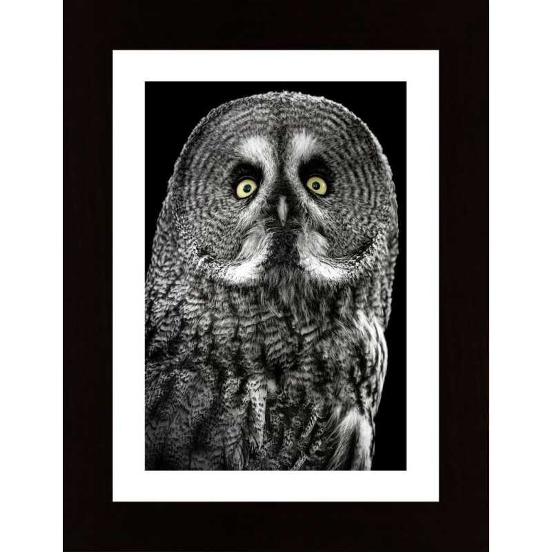 Owl Poster