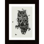 Owl Poster